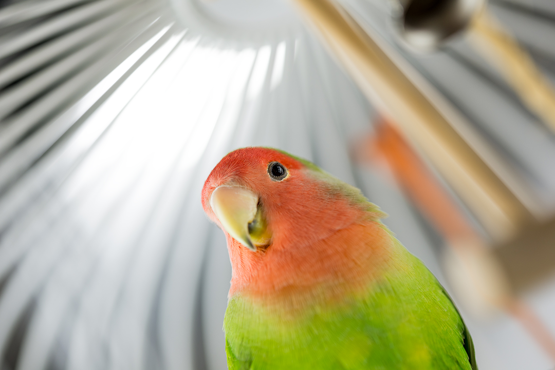 Pet bird with green feathers