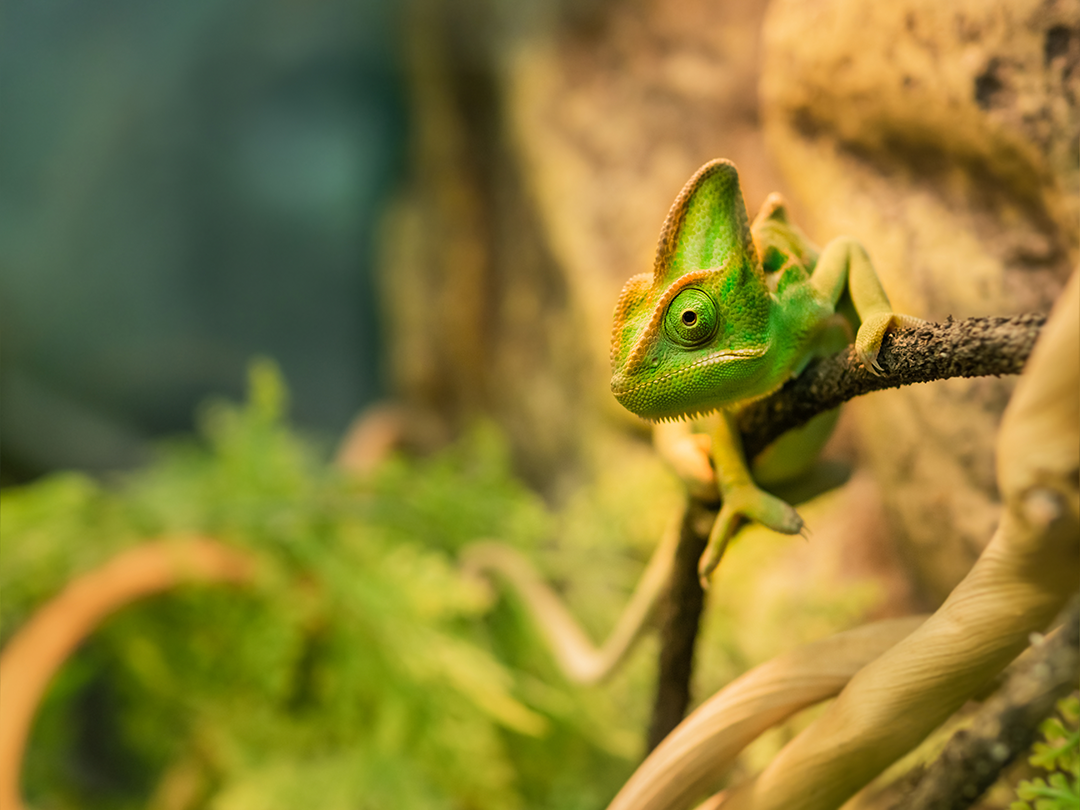 pet chameleon perched